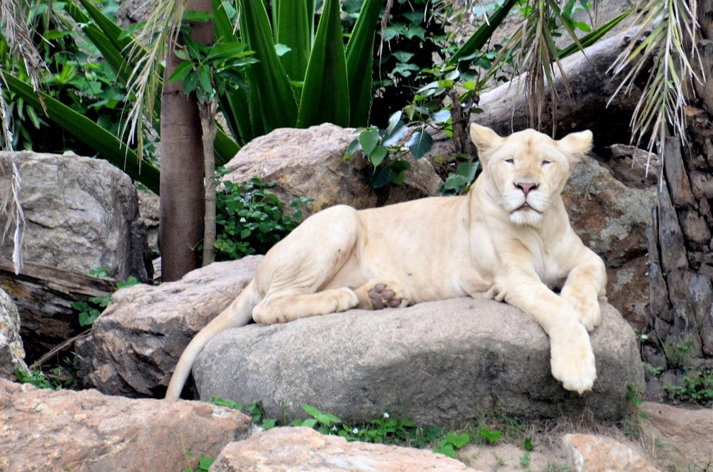 lion on rock