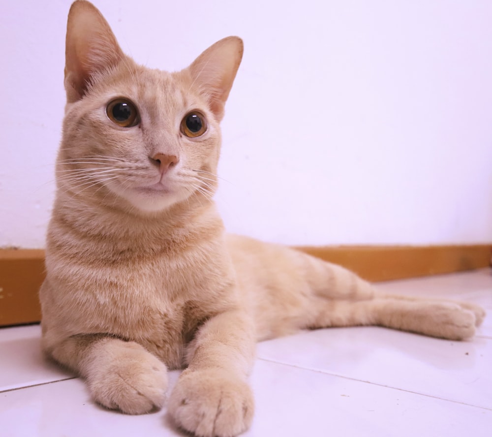 orange tabby cat on brown wooden table photo – Free Brown Image on Unsplash