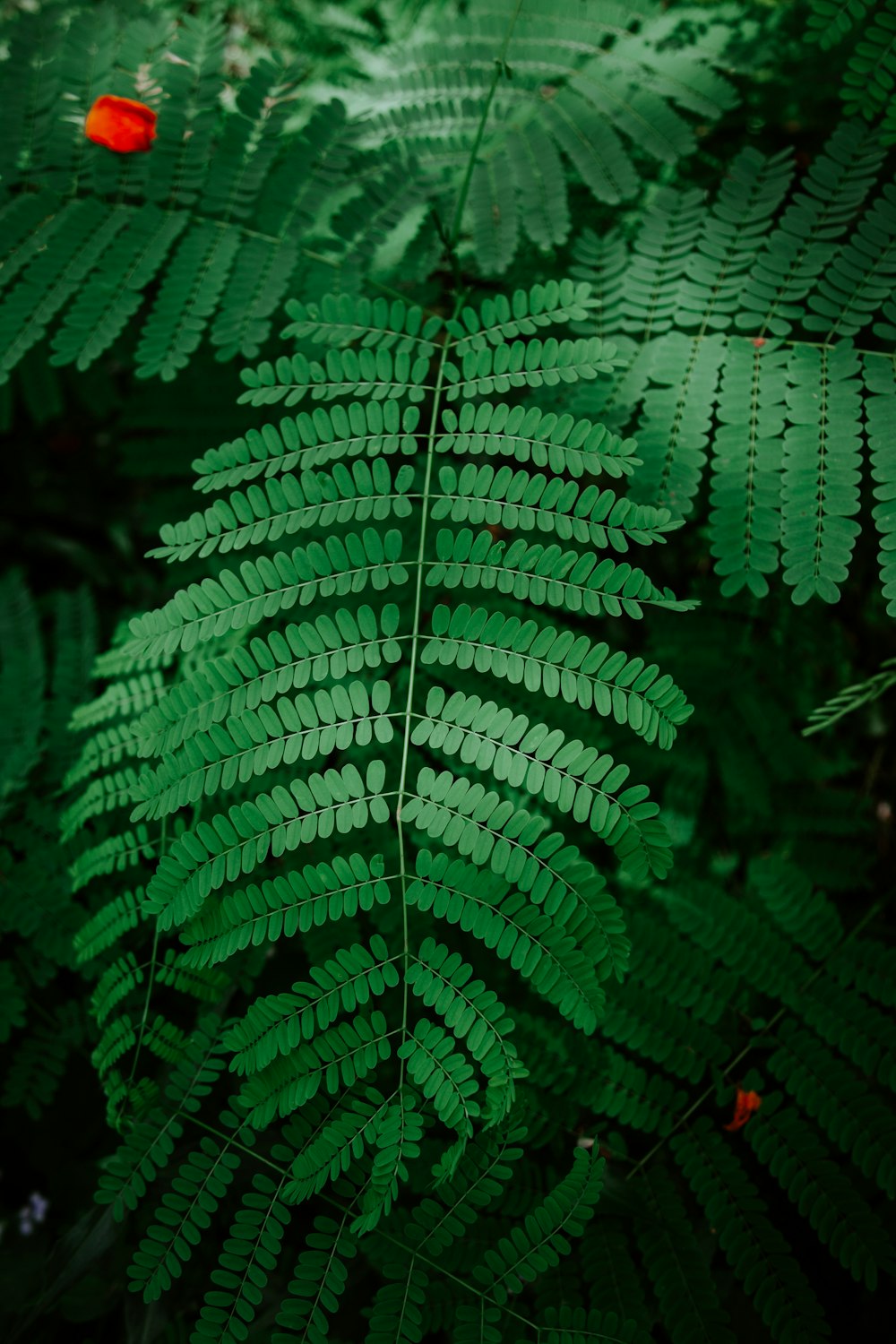 green fern plant