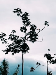 A silhouette of trees with a toucan perched on a branch, set against a cloudy sky.