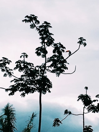 A silhouette of trees with a toucan perched on a branch, set against a cloudy sky.