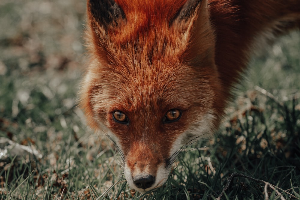 Foto de primer plano del zorro rojo de pie sobre la hierba verde