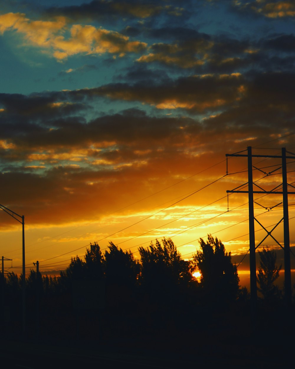 silhouette of trees during golden hour