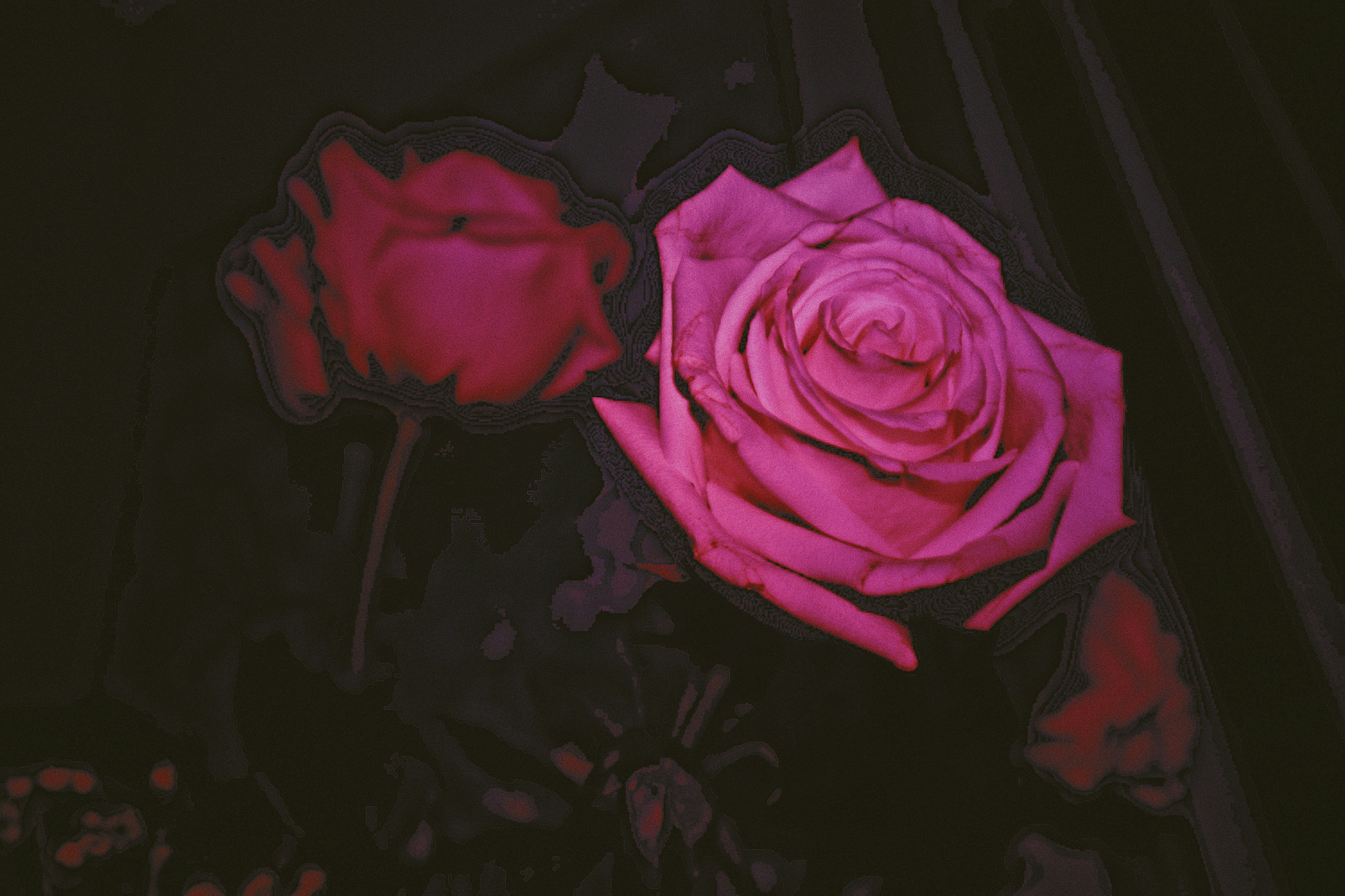 ピンクのバラの花の写真 Unsplashで見つける花の無料写真