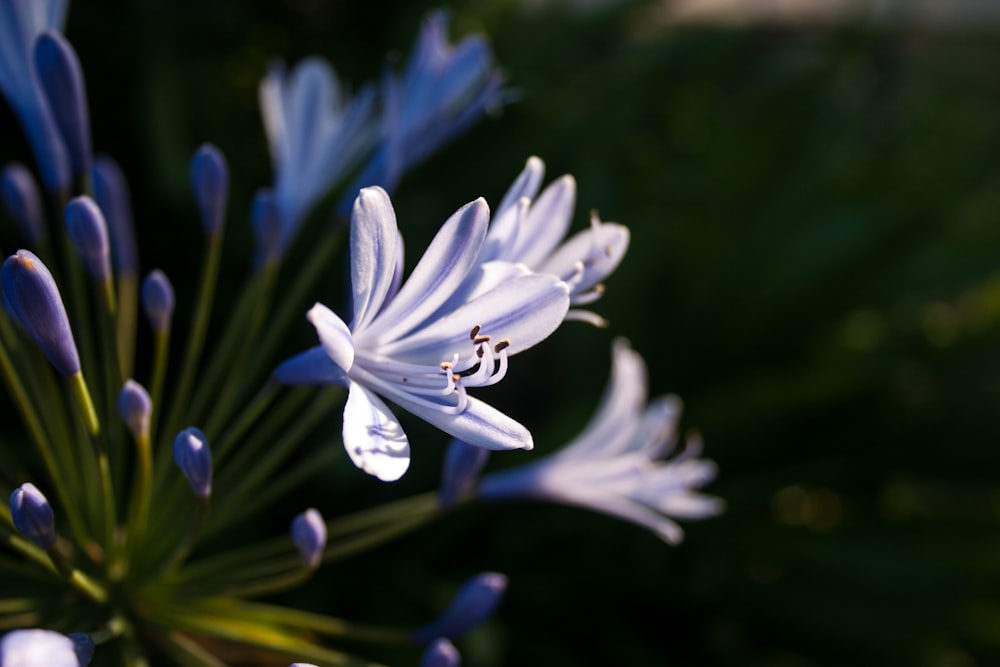 selective focus photography of purple-petaled flower