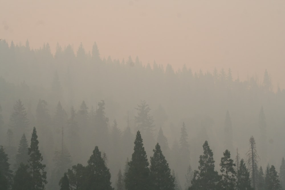 field with trees