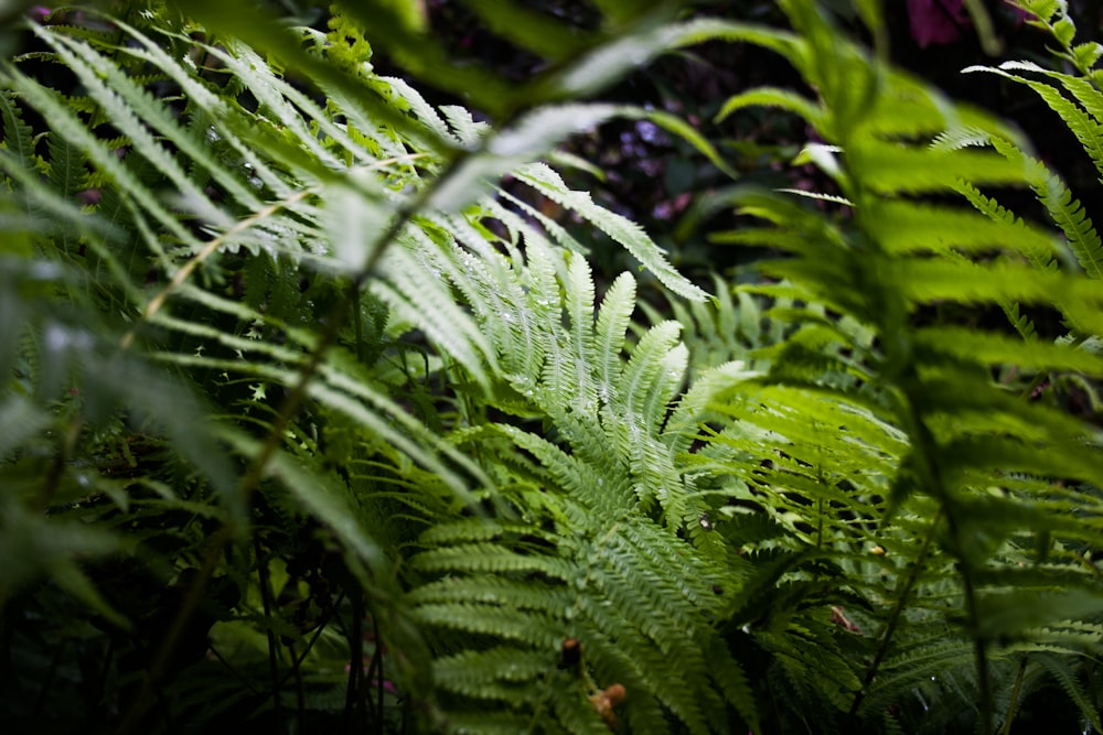 green-leafed plant