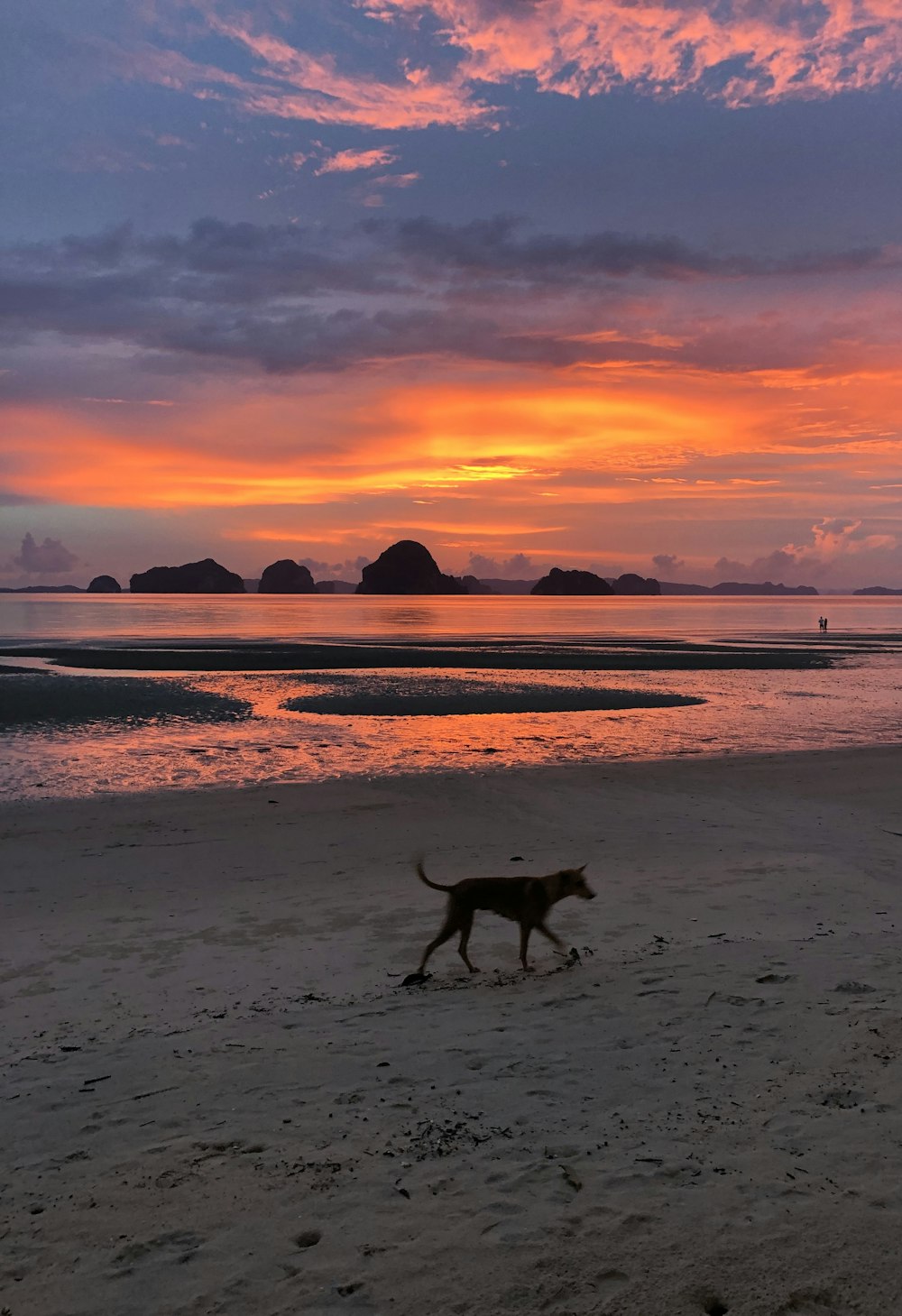 海岸を散歩する犬