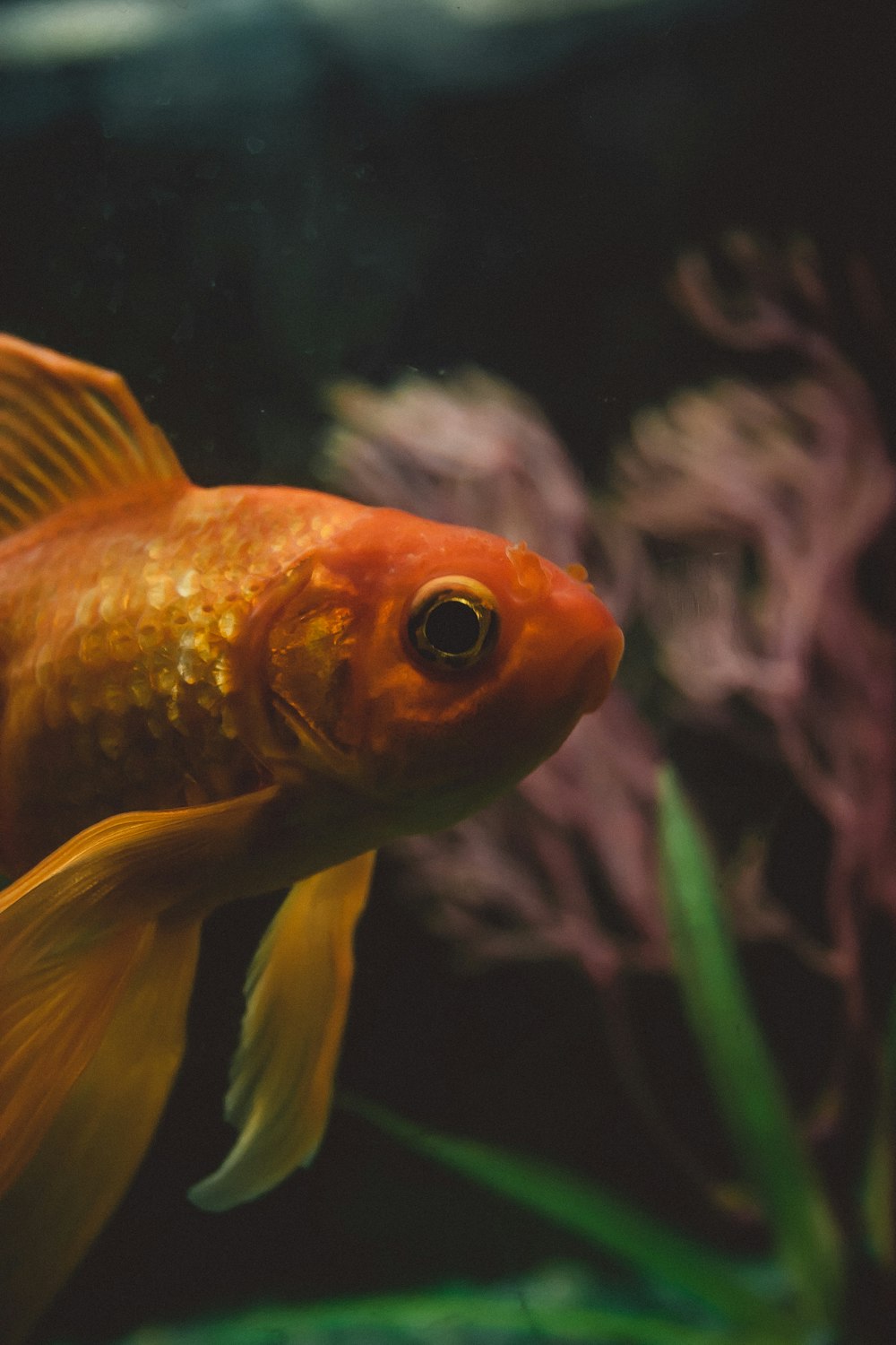 Gold fish in selective focus photo