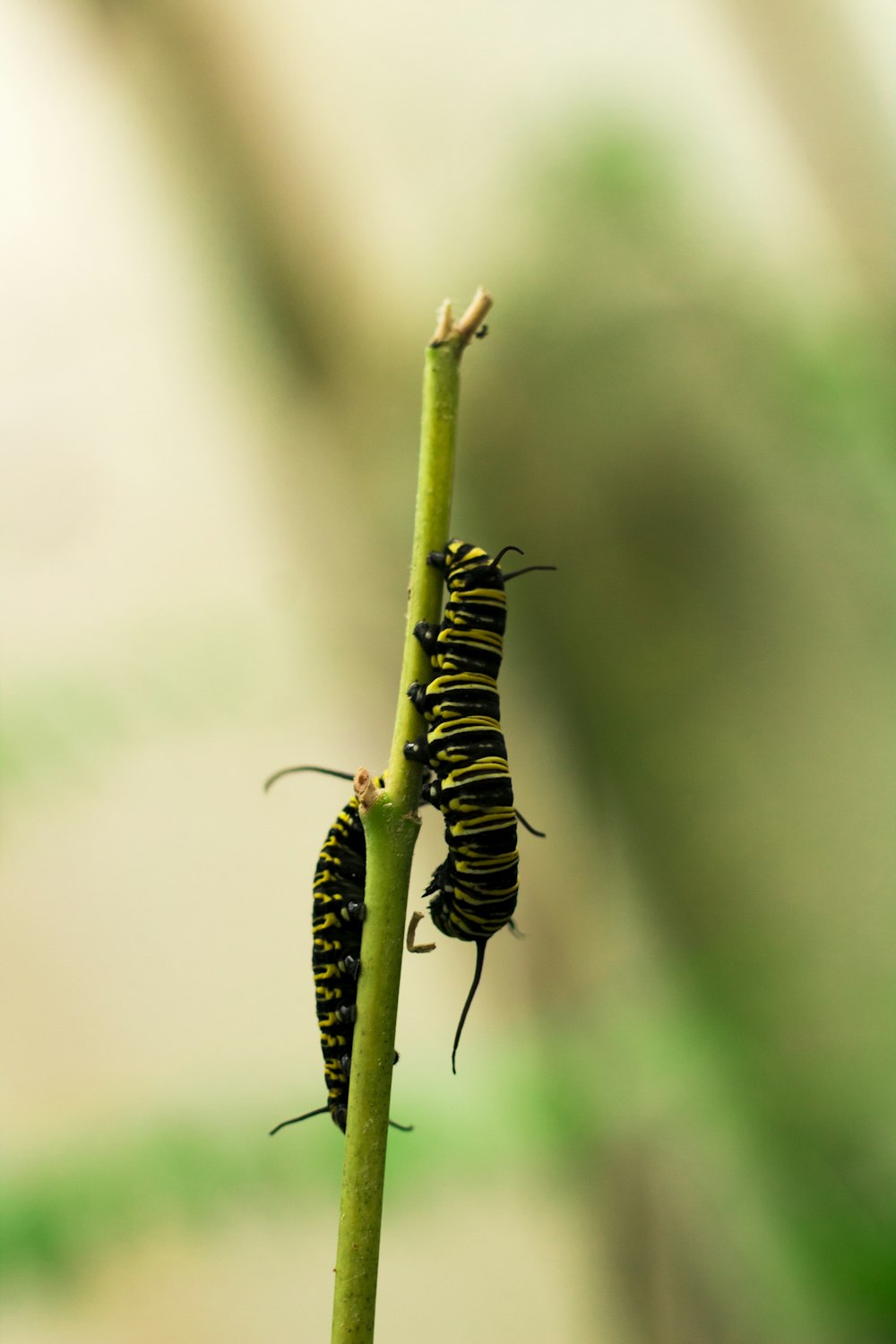 two black caterpillars
