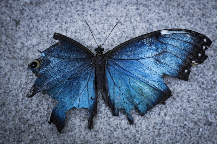 Broken Butterfly