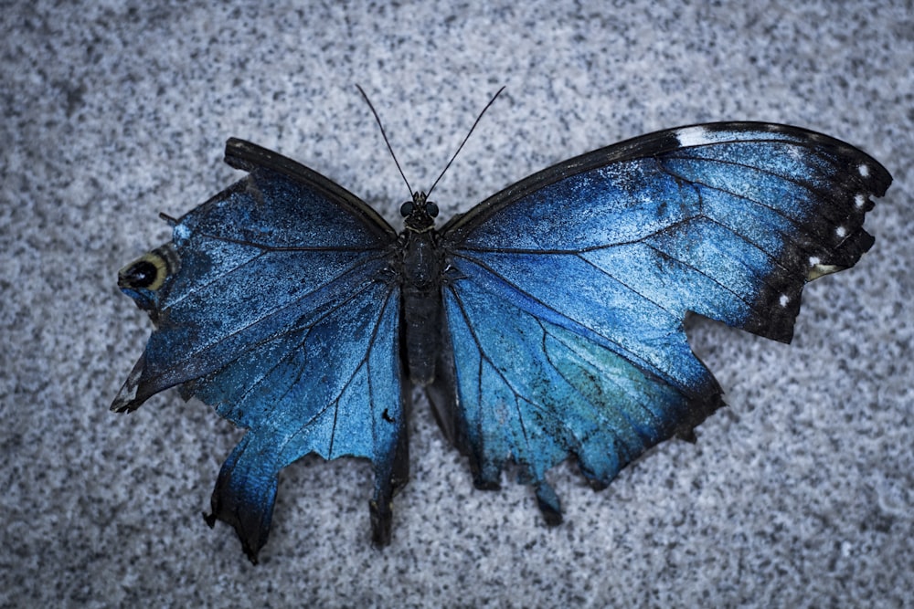 Blue Butterfly Pictures Download Free Images On Unsplash Peel and stick wallpaper removable butterfly wall paper decorative self adhesive shelf drawer liner roll 17.7 inch by 9.8 feet. blue butterfly pictures download free