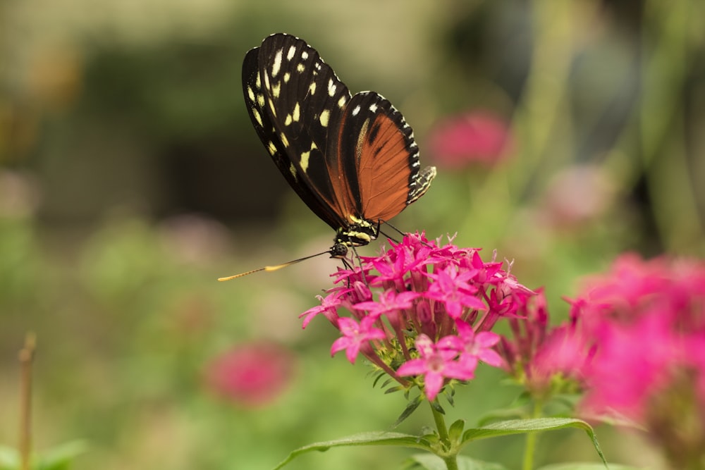 orange and black butterfly on pink ixora flower