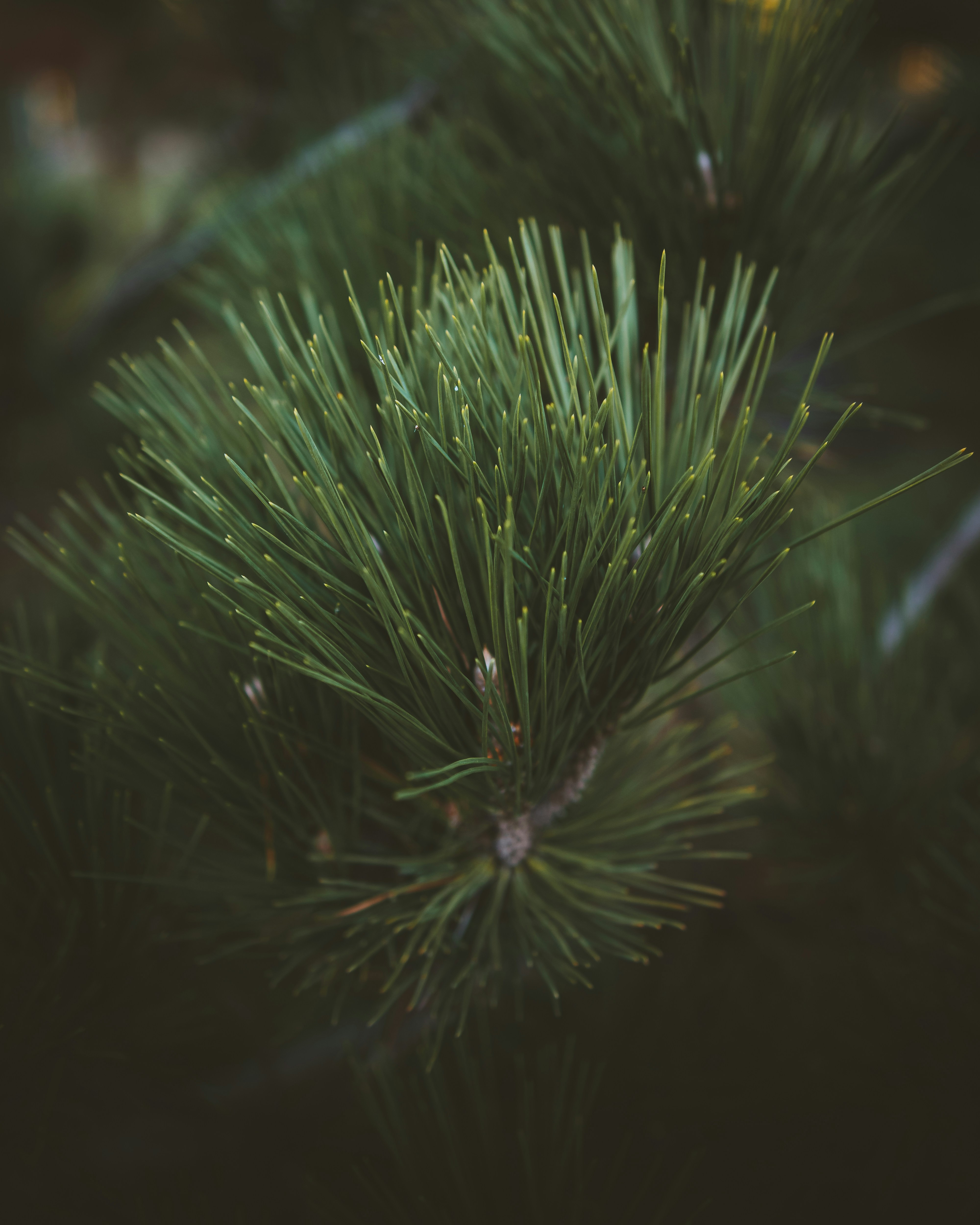 Photo by guzmanbarquin