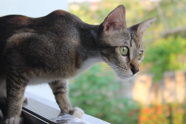 A tabby cat perched on a windowsill, gazing curiously outside with bright green eyes.