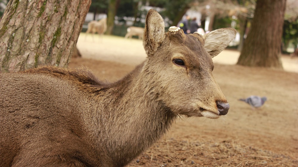 brown deer near tree