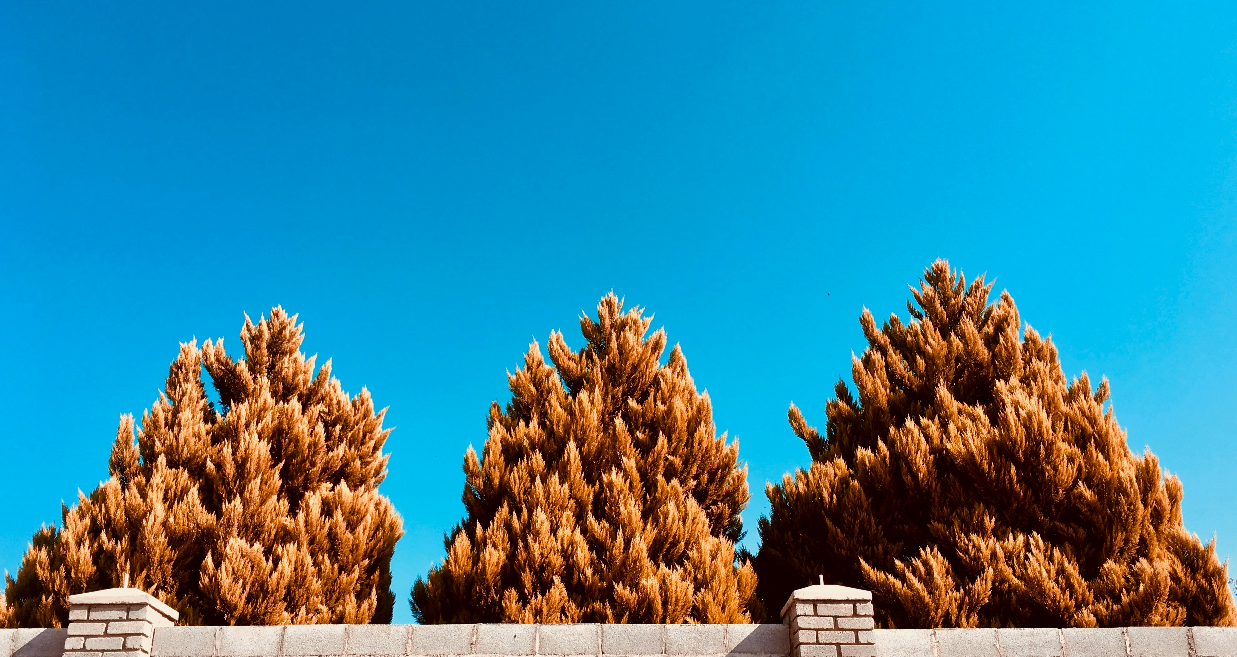 Drei Bäume in der Nähe des Zauns