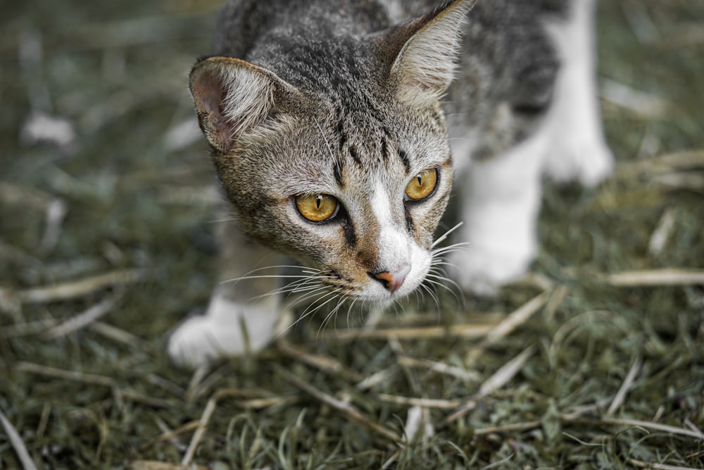 緑の草の中を歩く猫