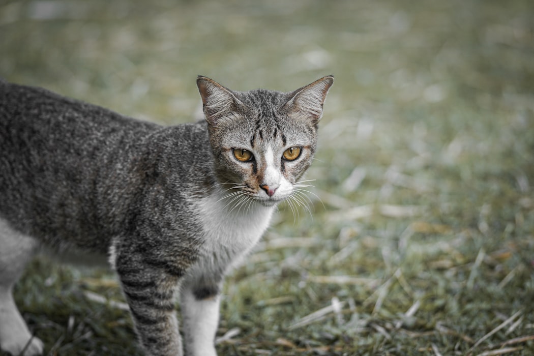 Rainbowcarrot: Shorthair black spotted tabby tom with low white and amber eyes.