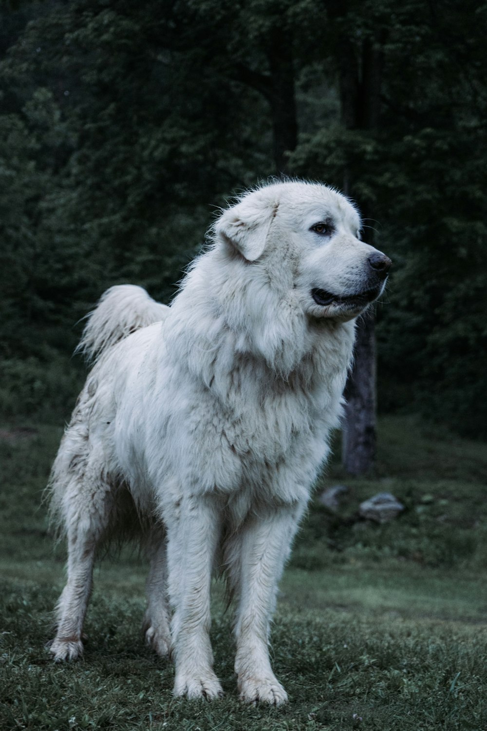 dog standing near tree