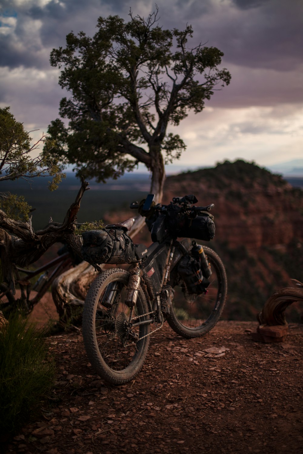 black bicycle parked beside tree