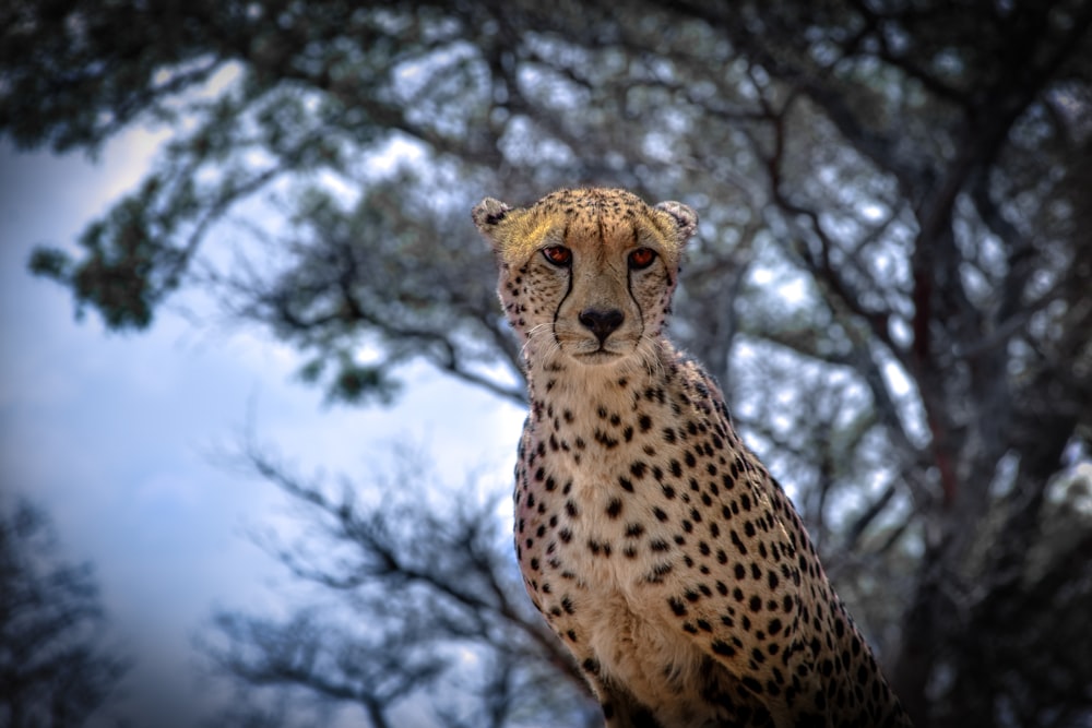 adult cheetah on tree