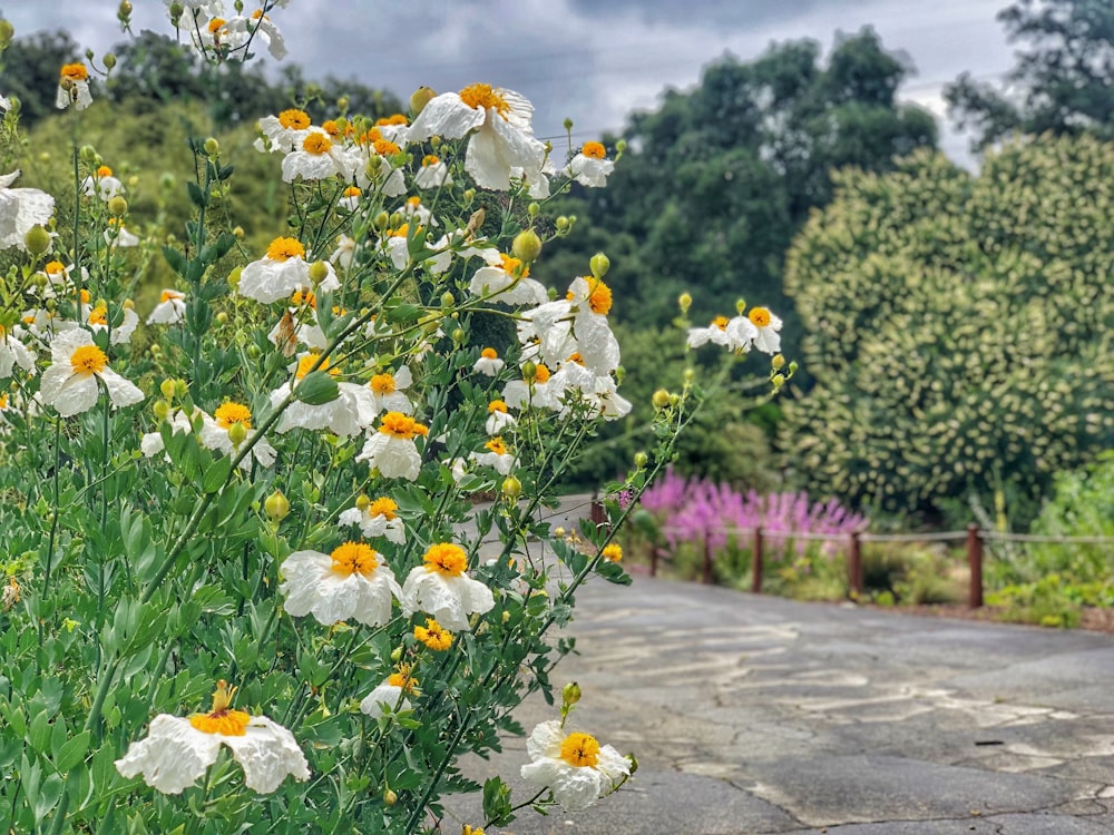 white petaled flowers