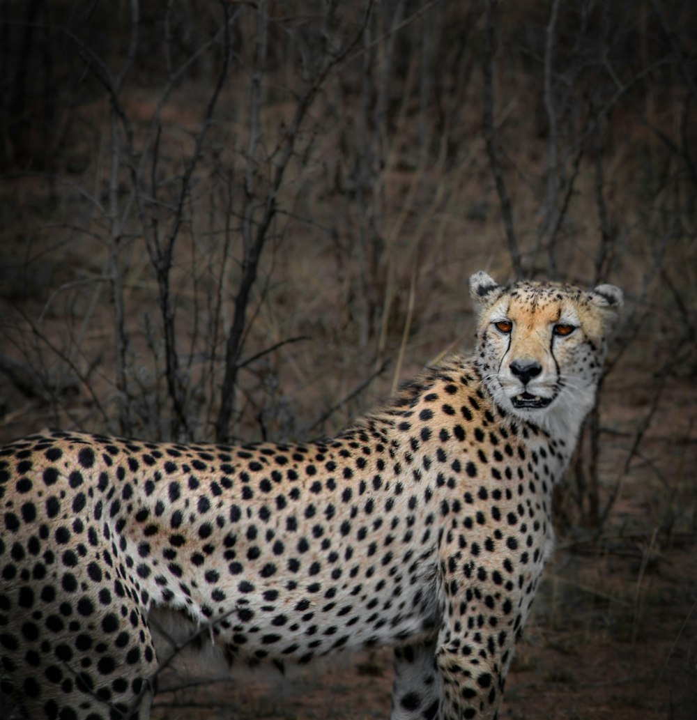 cheetah during daytime