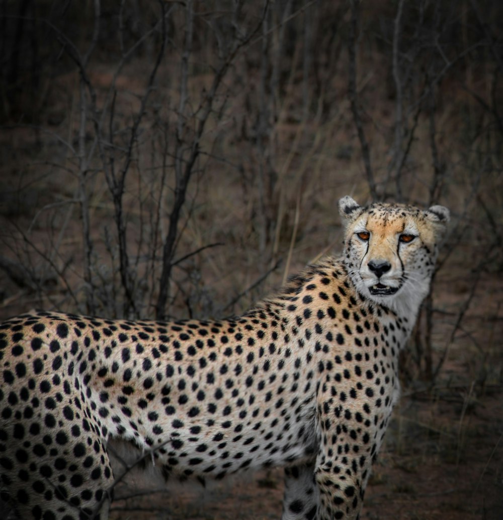 Cheetah Print Pictures  Download Free Images on Unsplash