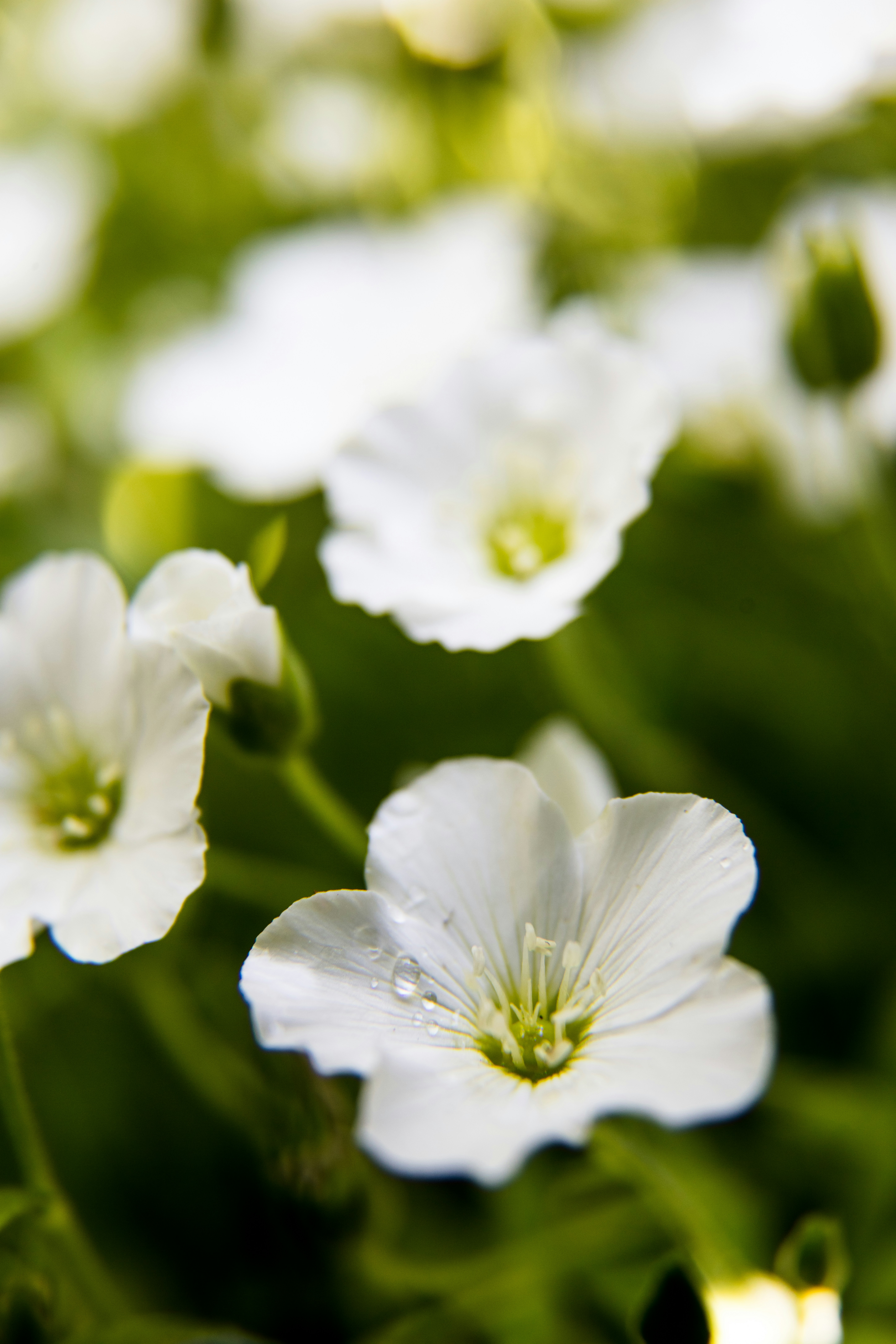 selective focus photography of white-petaled flower