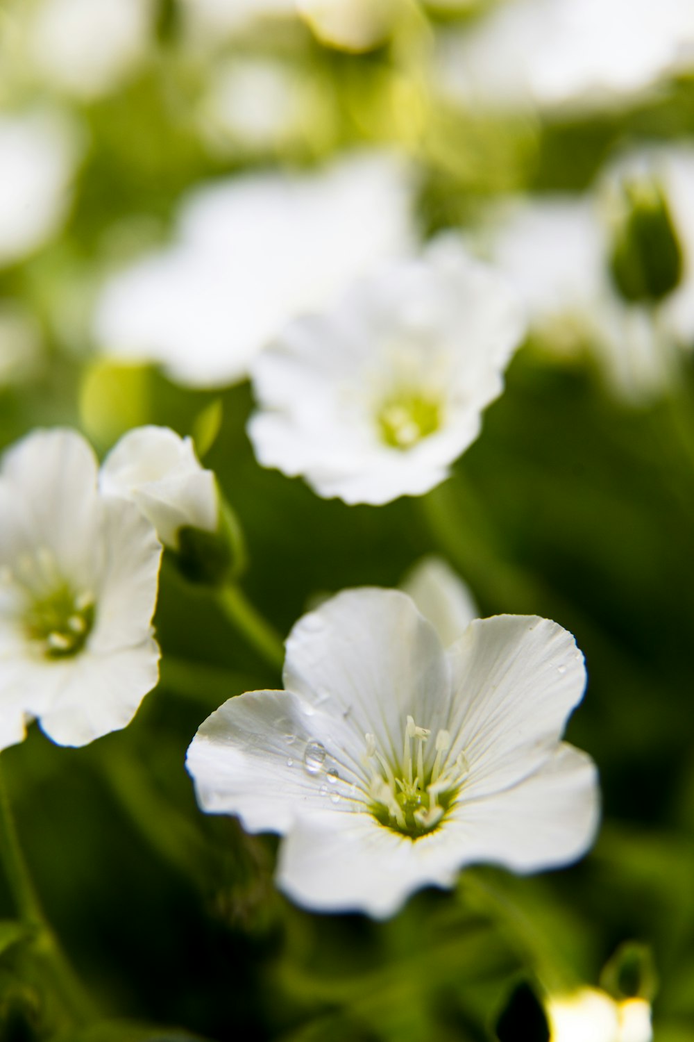 selective focus photography of white-petaled flower
