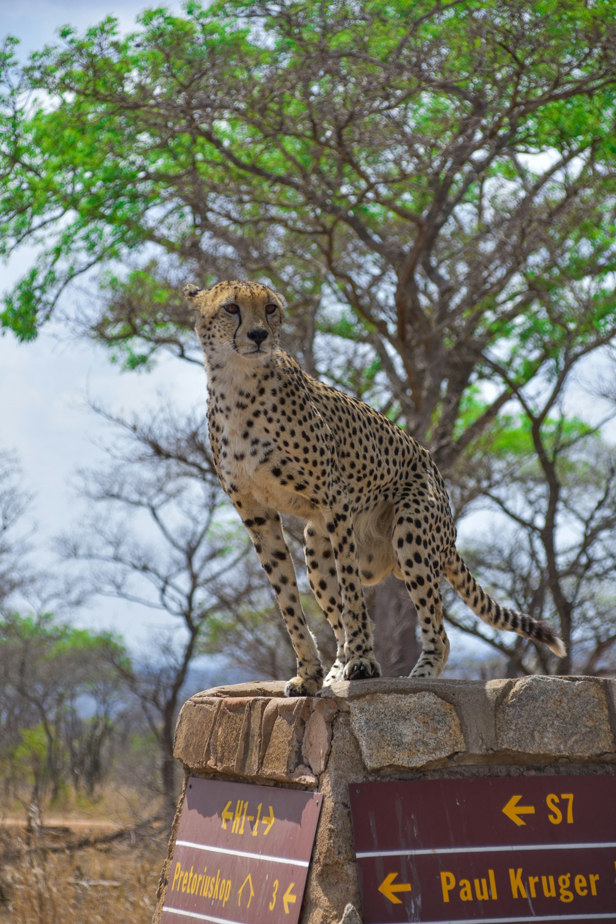 Satara central Kruger plains with cheetah on termite mound