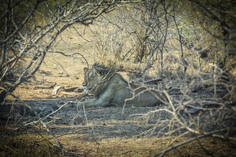 lion lying on grass field during daytime