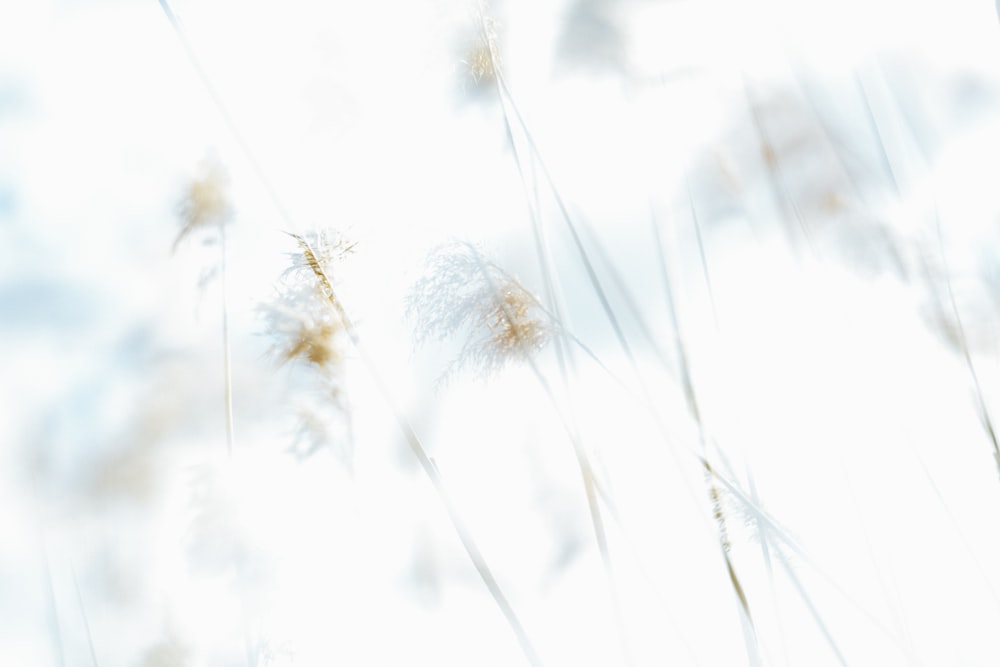 Una foto sfocata di un mucchio di erba alta