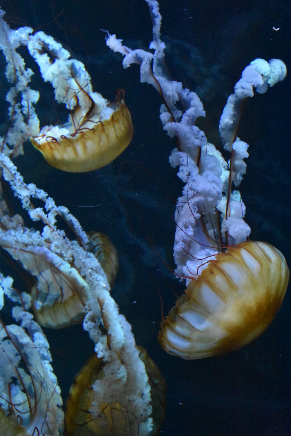 jelly fish close-up photography