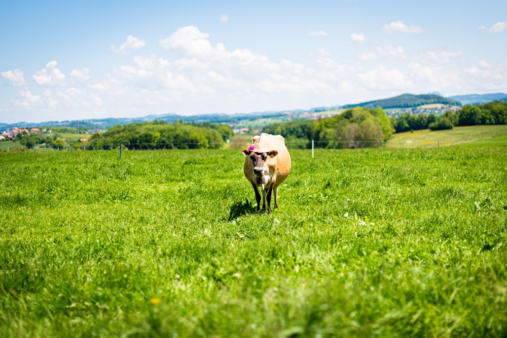 bovins sur l’herbe pendant la tuile du jour