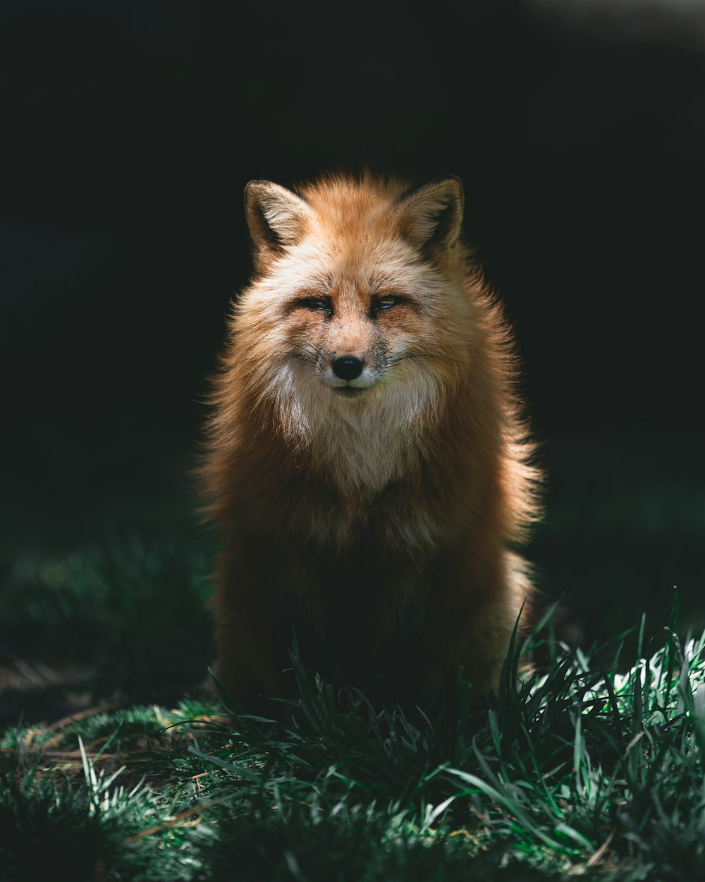 red fox