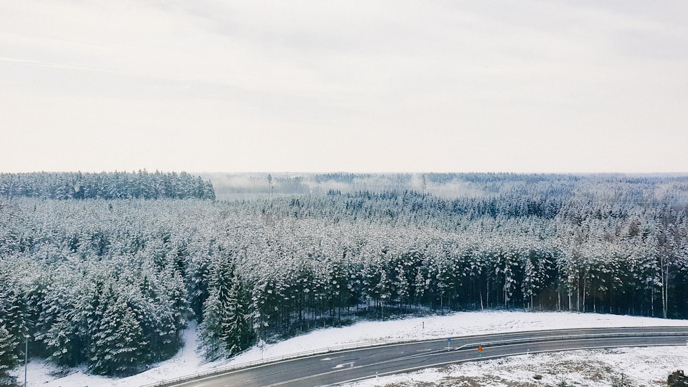 road beside forest