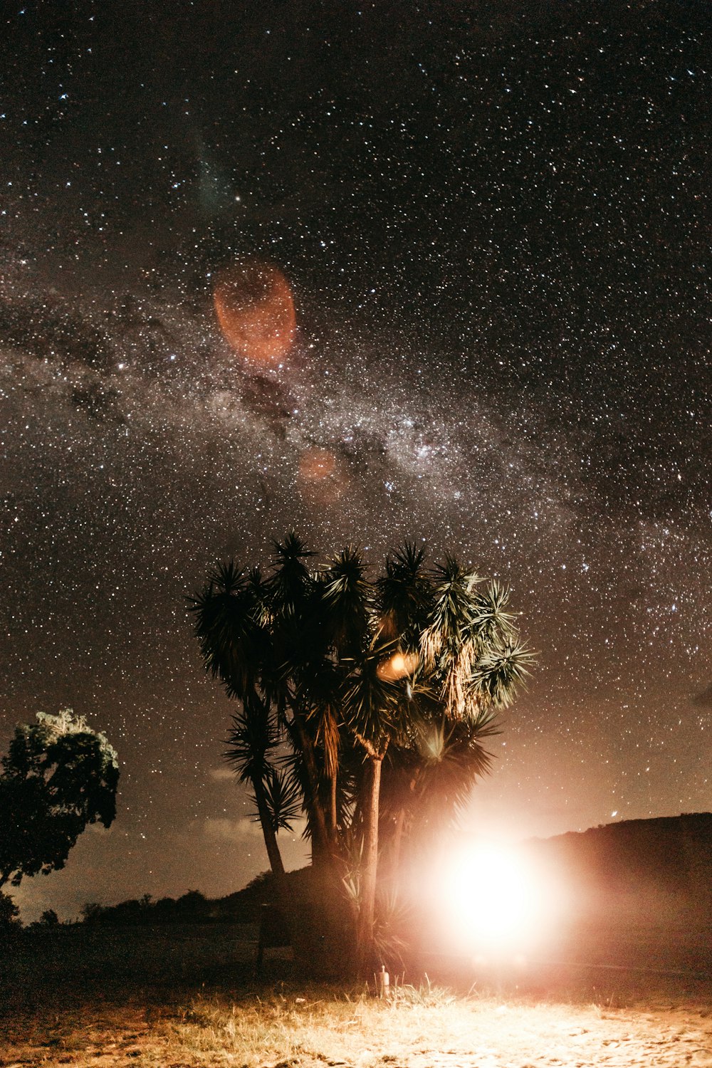 palm tree during nighttime