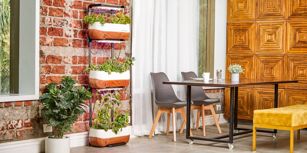 plant on black metal rack near table