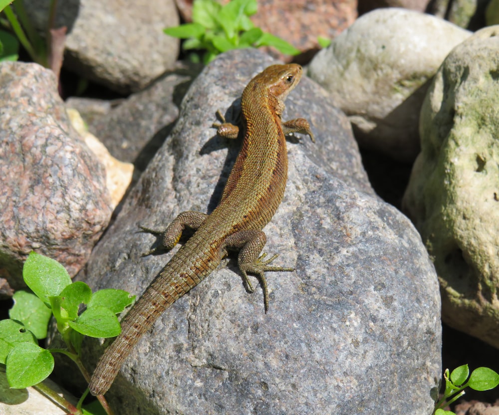 brown and gray lizard on gray stone