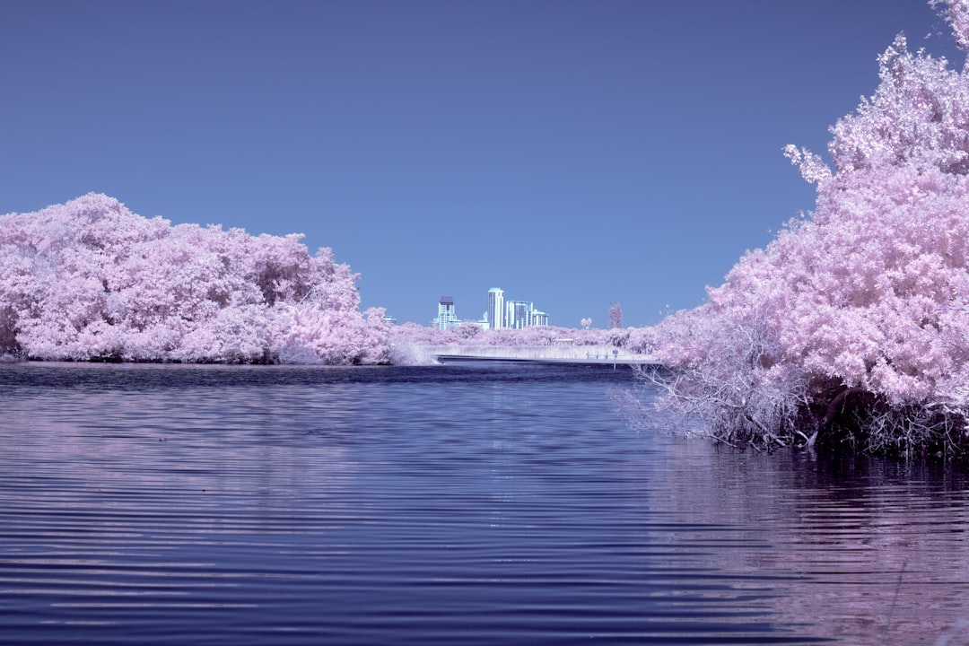 blooming pink cherry blososm near sea,