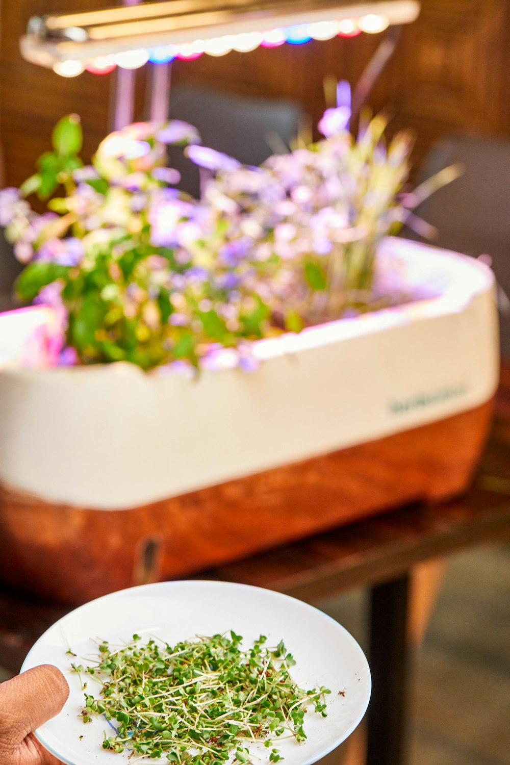 plant leaves on plate