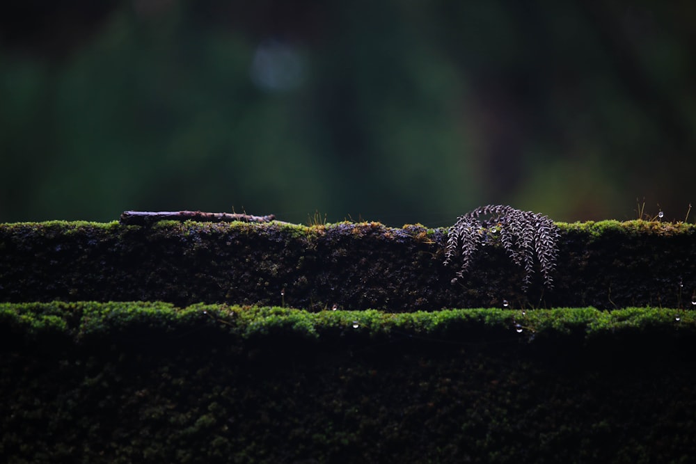 green moss concrete platform