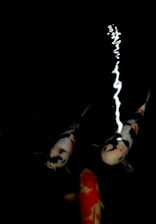 Minimalist vector of three koi fish in bold red and white on a near-black background with subtle circular accents.