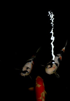 Minimalist vector of two white koi and one orange-red koi swimming in a circular pattern on a dark background.