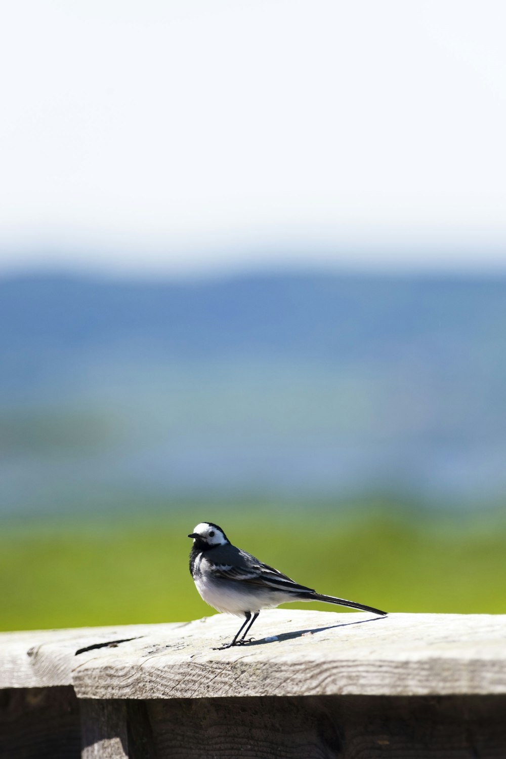 white and black bird photography