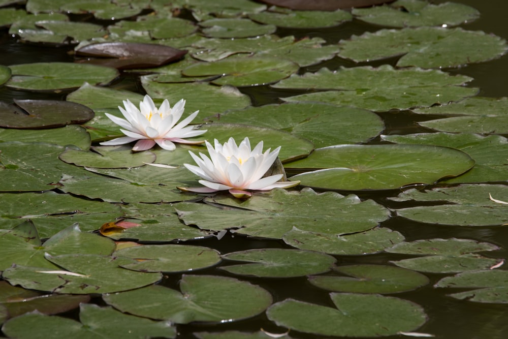 lily pad photography
