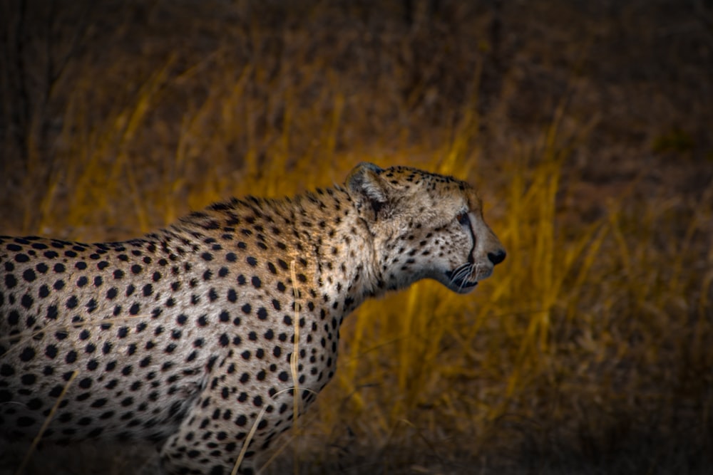 cheetah near grass field