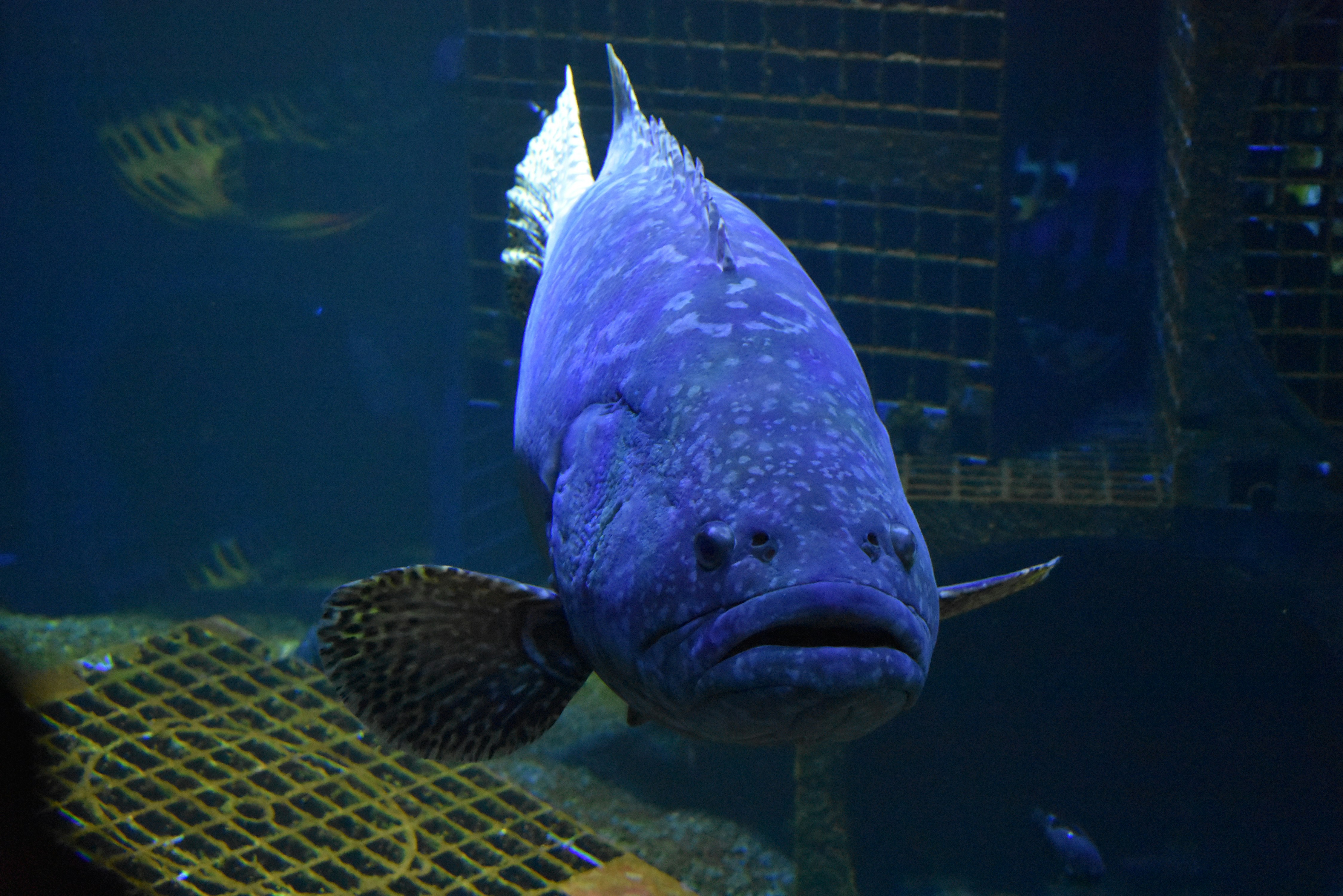 Fotografi close-up ikan hitam